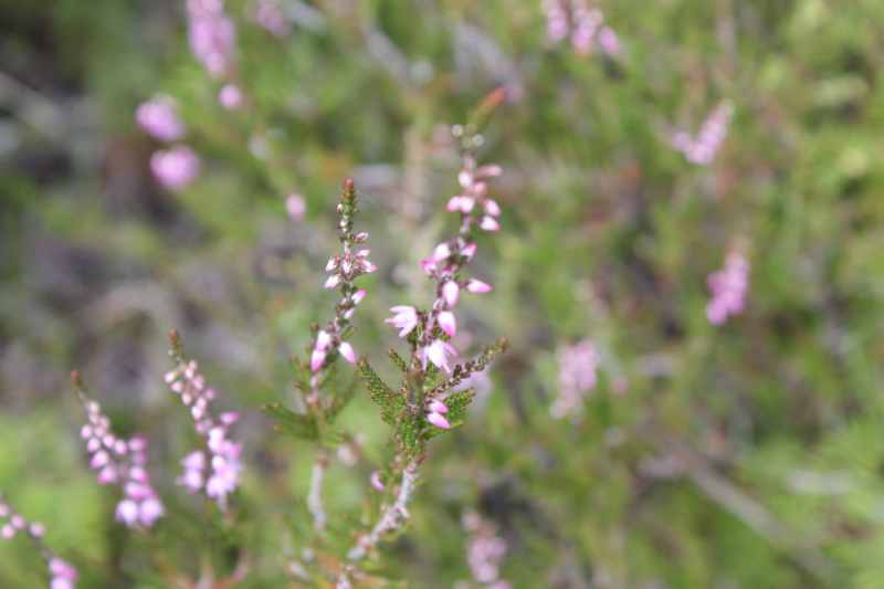 Nieuw-Zeeland 2011 - 0831